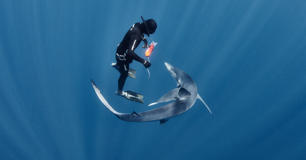 Fred Buyle, Underwater Cowboy