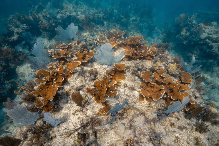 Young corals outplanted by the foundation are now helping to restore Carysfort Reef